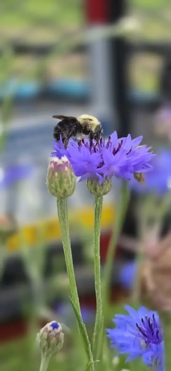 Pollinator habitat and native plant activity