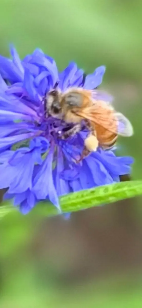Pollinator habitat and native plant activity